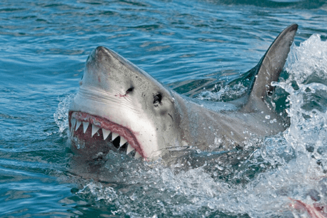 Gli squali nel Mediterraneo, quali sono e quali specie sono pericolose per l’uomo
